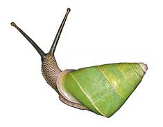 Beddomea albizonatus