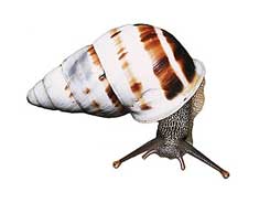 Beddomea trifasciatus