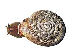 Corilla gudei