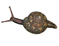 Euplecta emiliana