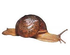 Euplecta semidecussata