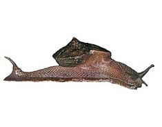 Euplecta travancorica
