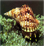 Click Here To Visit Malacological Society Website