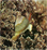 Click Here To Visit Malacological Society Website