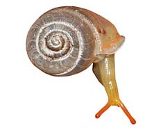 Perrottetia sp.