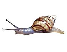 Rachistia trutta