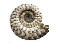 Ammonite