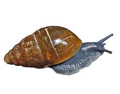 Glessula sp.