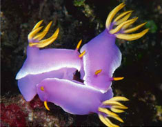 purple slugs
