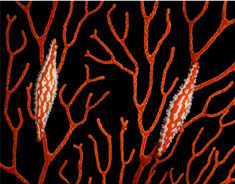red cowries