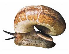 snail with operculum