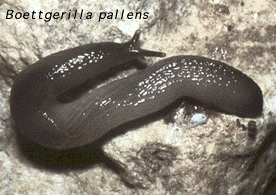 Boettgerila Pallens