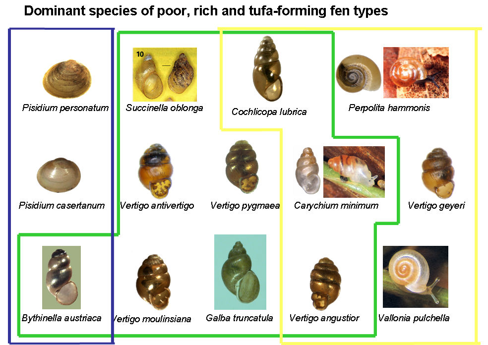 Dominant species