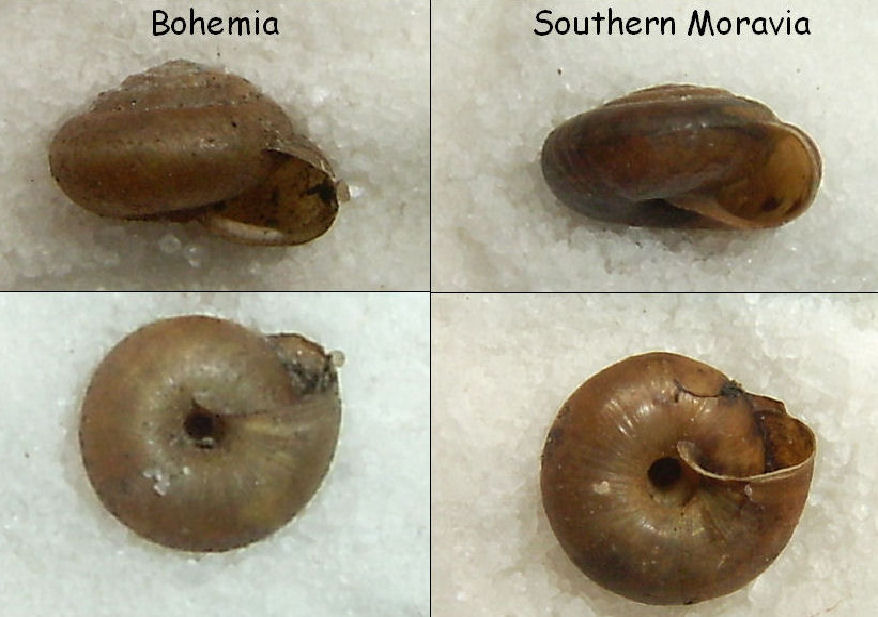 morphological differences