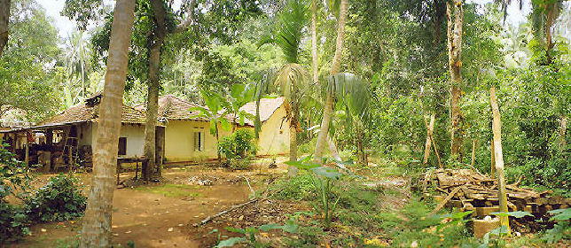 sri lankan forest
