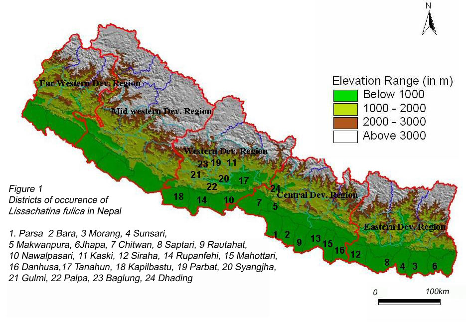 Distribution of Lissachatina