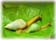 Click Here To Visit Malacological Society Website
