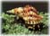Click Here To Visit Malacological Society Website