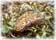 Click Here To Visit Malacological Society Website