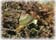 Click Here To Visit Malacological Society Website